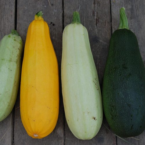alexey_hulsov-zucchini-1637435_1920